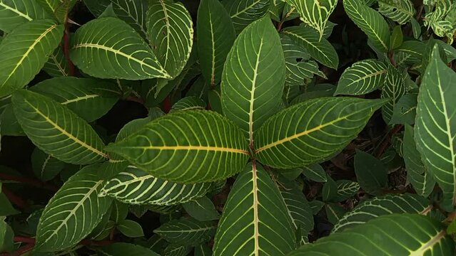Closeup view of sanchezia plant leaves, beautiful ornamental plant for garden or houseplant
