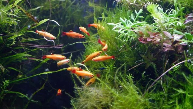 shoal of golden cloud mountain minnow, java moss produce oxygen air bubbles, planted iwagumi Amano style freshwater aquascape, bright LED light, professional care for lush aquatic ecosystem