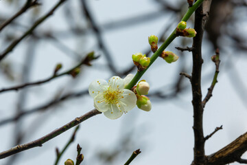 White plum is graceful, strong and indomitable. Close-up shots of flowers. A view of the park in spring and the blooming flowers. Taipei, Taiwan.