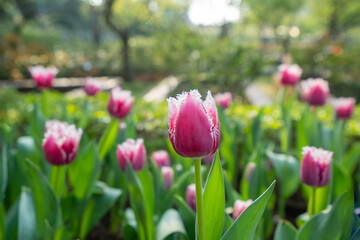 There are several pink tulips blooming in the garden. Buds and green leaves. Tulip Festival. The official residence of Shilin in Taipei, Taiwan.