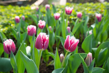 There are several pink tulips blooming in the garden. Buds and green leaves. Tulip Festival. The official residence of Shilin in Taipei, Taiwan.