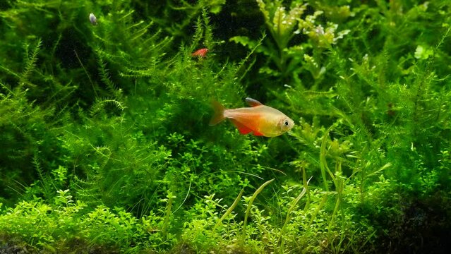 lonely dwarf gold tetra fish in dutch planted ryoboku Amano style nature aquarium aquascape, lush underwater vegetation, plant oxygen air bubbles, inspiration concept, professional aquarium care