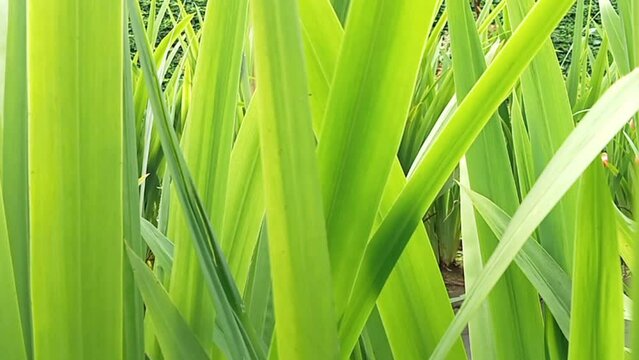Phormium in the garden. Decorative grass
