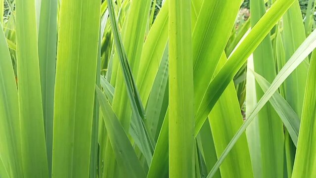 Phormium in the garden. Decorative grass
