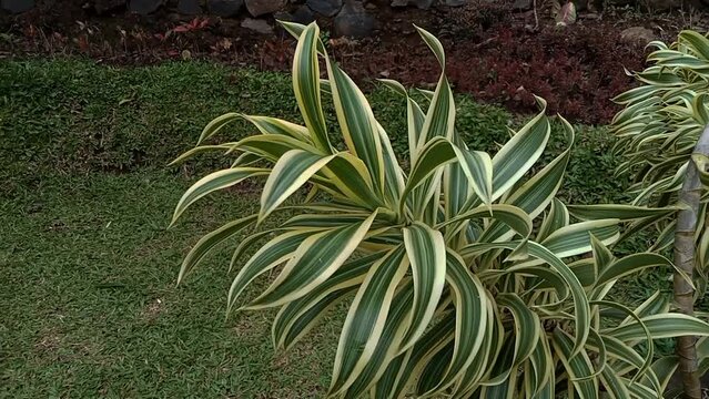 Phormium in the garden. Decorative grass
