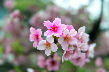 Fototapeta na wymiar Sakura with raindrops. Fresh pink cherry blossoms after the rain. Riverbank Park with Taiwanese characteristics. Taipei, Taiwan