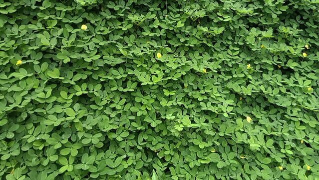 Peanut grass (Arachis repens), plant often used as a forage and ornamental plant
