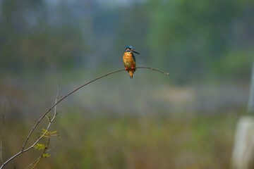 blue kingfisher perched on a small branch