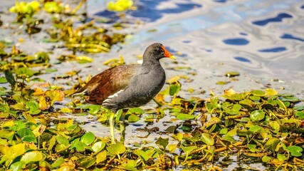great crested grebe