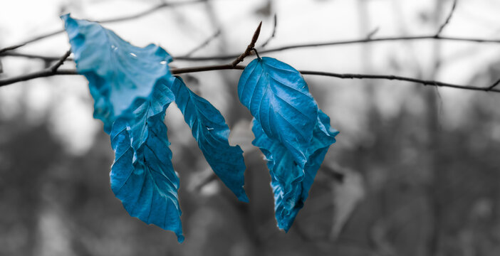 Herbstbl&auml;tter in Blau