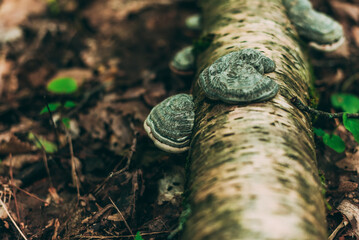 Mushrooms on a log on the forest floor