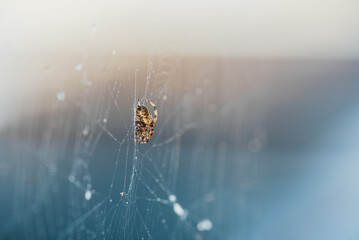 Large Spider in web with dew drops