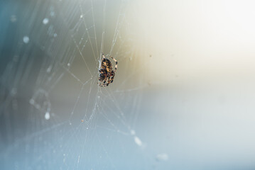Large Spider in web with dew drops