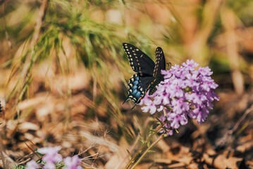 Butterfly on purple flowers