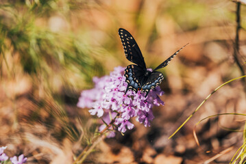 Butterfly on purple flowers