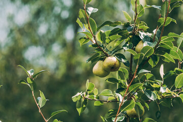 Pears on a tree
