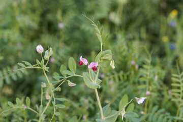 Organic common vetch growing in the field, pink flowers of common vetch