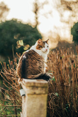 Cat with green eyes sitting outside next to a plant