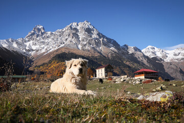 Adorable dog in mountains on sunny day