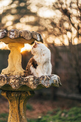 Calico cat in birdbath at sunset