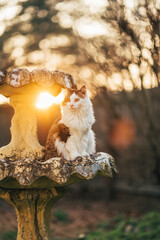 Calico cat in birdbath at sunset