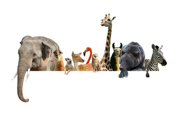 Group of different wild animals standing behind banner on white background, collage