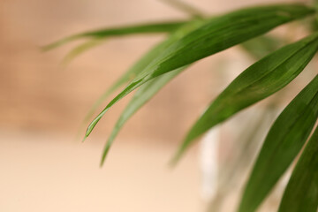 Obraz premium Beautiful leaves with water drops on blurred background, closeup