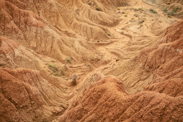 Textures of a tropical dry forest in Huila, Colombia