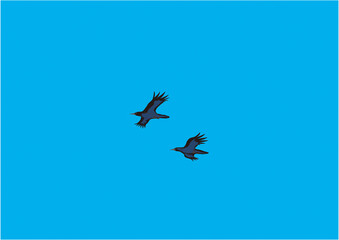 ハシボソガラス06飛翔青空