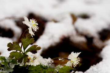 残雪とバイカオウレン
