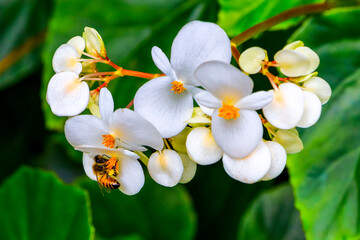 Bee on a white tropical begonia flower