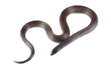 snake without background or transparent