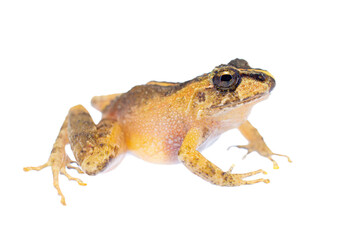 orange frog without background or transparent