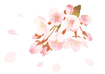 エレガントな桜の花のイラスト素材（白背景）