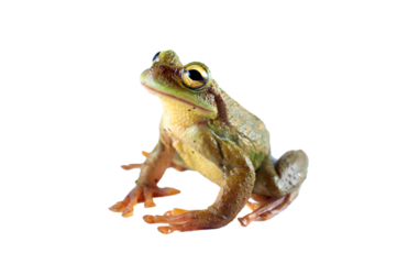 green frog without background or transparent