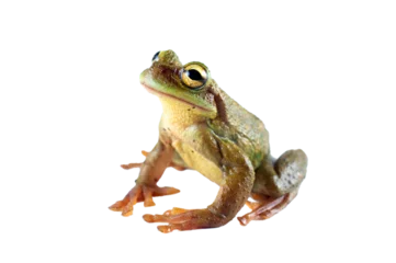 Foto op Canvas green frog without background or transparent © Renato