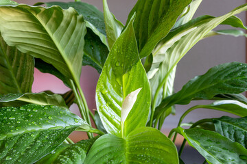 Fresh juicy leaves after spraying a home plant Spathiphyllum with an unopened white bud.