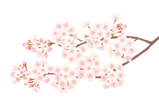上品なイメージの桜の花のイラスト