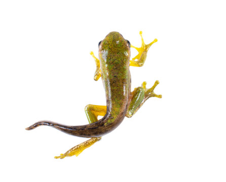 frog without background or white background