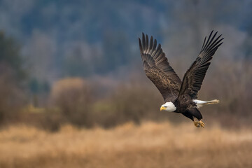 2023-02-09 A BALD EAGLE IN FLIGHT WITH WINGS EXTENDED AND A BLURRY BACKGROUND IN BOW WASHINGTON