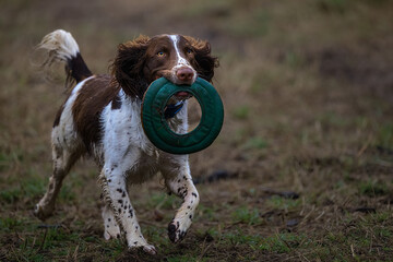 Obraz premium 2023-02-19 SPRINGER SPANIEL WITH TOY AT MARYMOOR PARK IN REDMOND WASHINGTON
