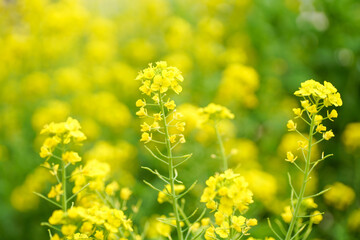 満開の菜の花