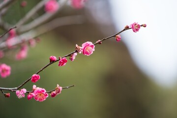 梅の花