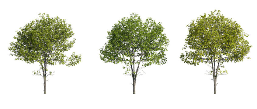 realistic 3D rendering of tulip trees on transparent background
