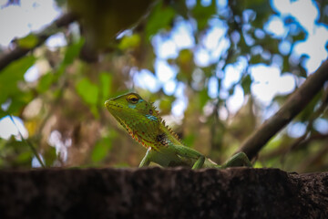 Arid Lizard in the home garden