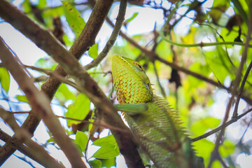 Arid Lizard in the home garden