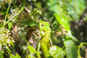 Arid Lizard in the home garden