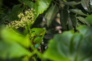Arid Lizard in the home garden