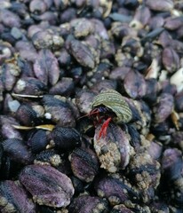 close up of a bunch of dried figs