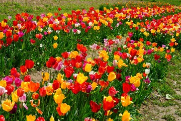Field of colorful tulip flowers in bloom in the spring in Austria